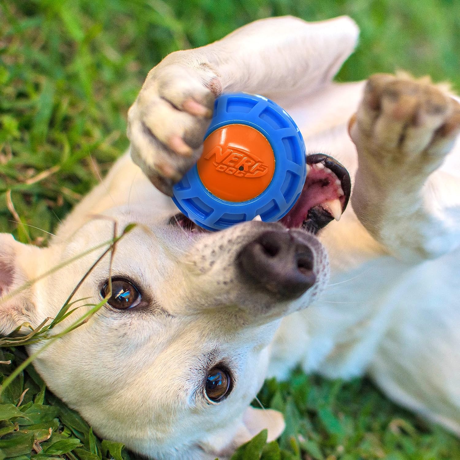 image:image3in TPR EXO Squeak Ball BlueOrange4 inches