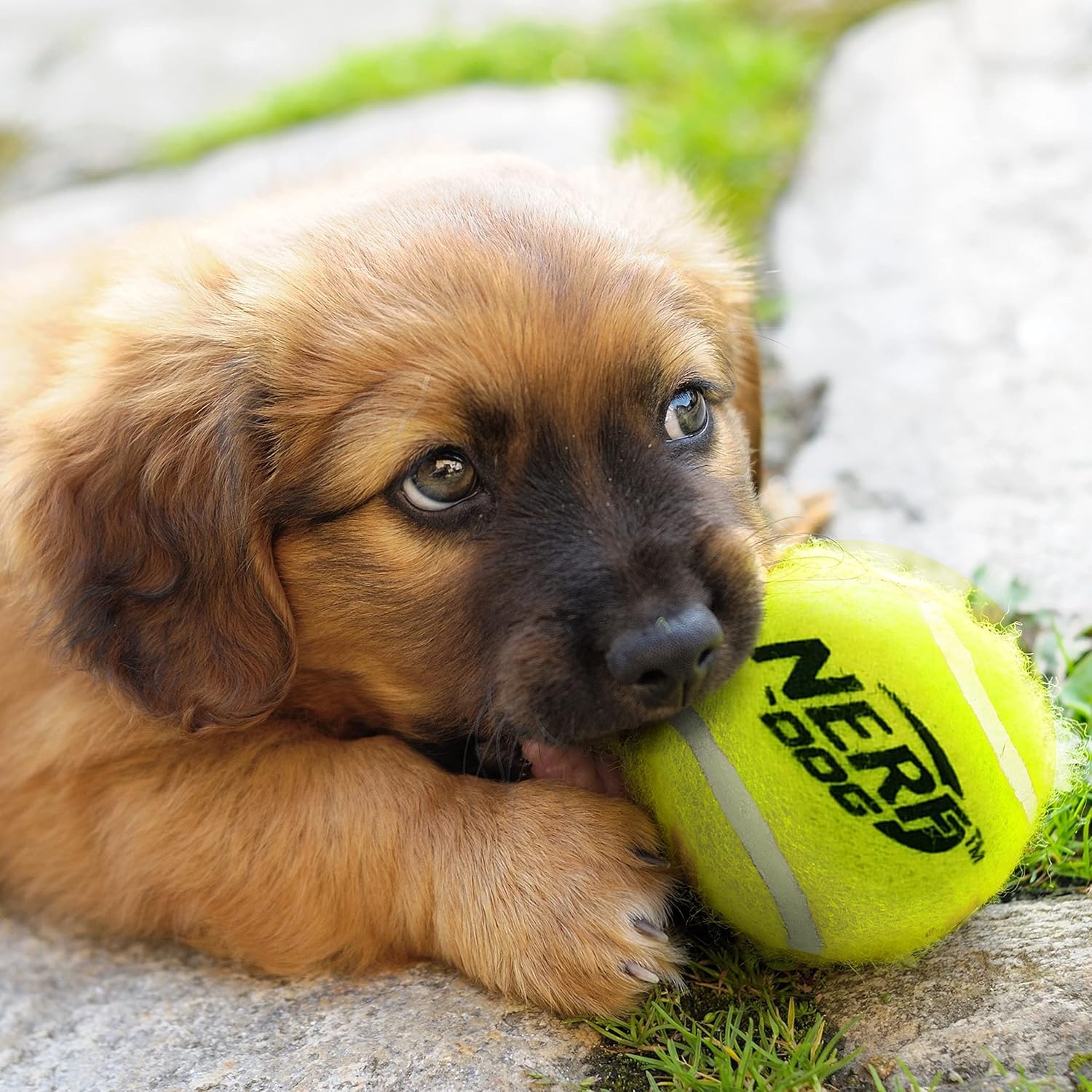 image:imageNerf Dog 16Piece Dog Toy Gift Set Includes 16 25in Squeak Tennis Balls and a 1025in Bucket Nerf Tough Material Green1025in Bucket with 16 Balls