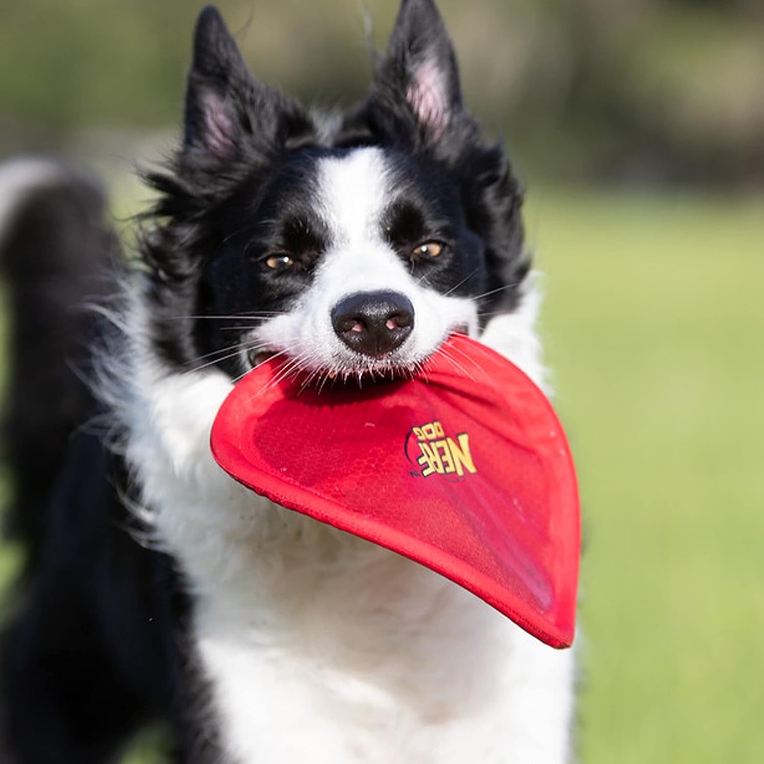 image:imageNerf Dog Nylon Flyer Dog Toy Flying Disc Lightweight Durable and Water Resistant Great for Beach and Pool 9 inch diameter for MediumLarge Breeds Single Unit BlueRed