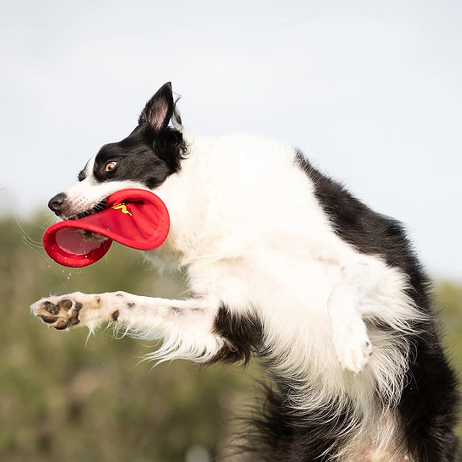 image:imageNerf Dog Nylon Flyer Dog Toy Flying Disc Lightweight Durable and Water Resistant Great for Beach and Pool 9 inch diameter for MediumLarge Breeds Single Unit BlueRed