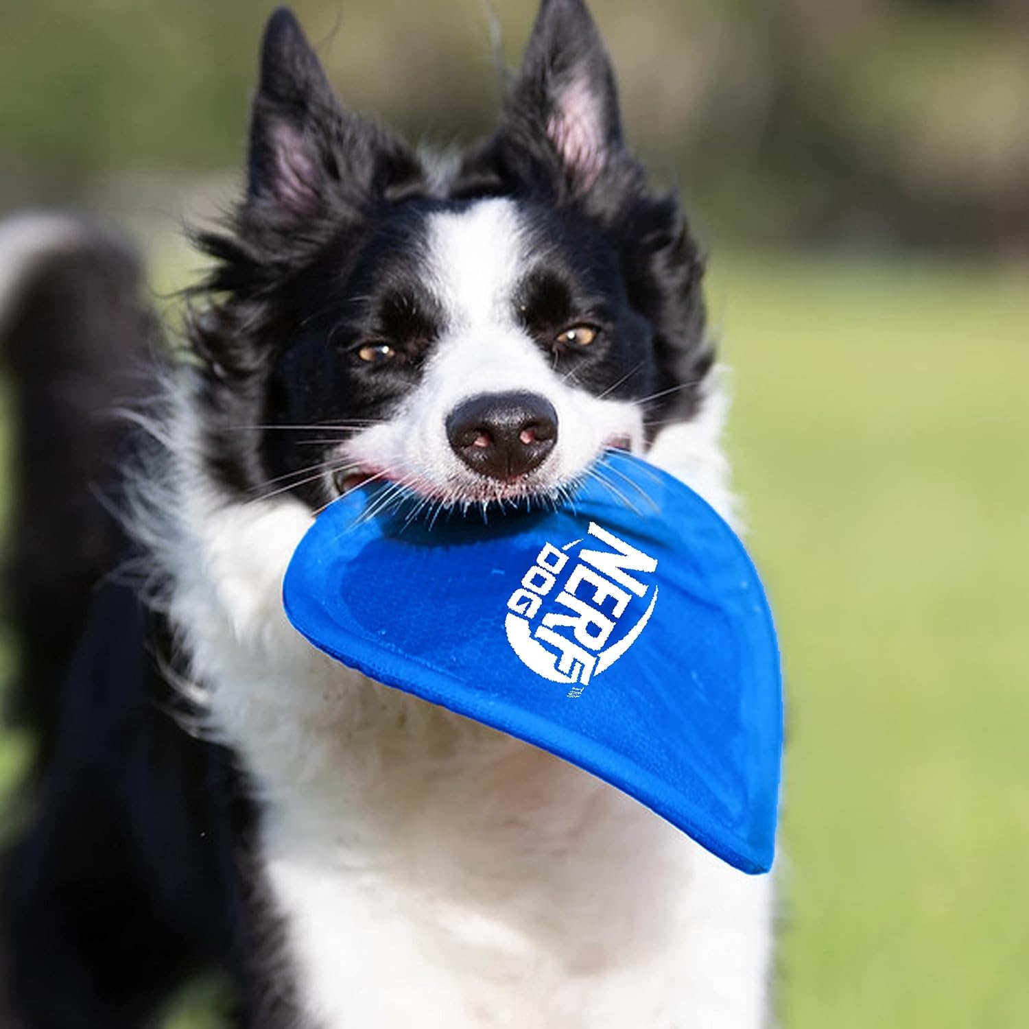 image:imageNerf Dog Nylon Flyer Dog Toy Flying Disc Lightweight Durable and Water Resistant Great for Beach and Pool 9 inch diameter for MediumLarge Breeds Single Unit BlueBlue