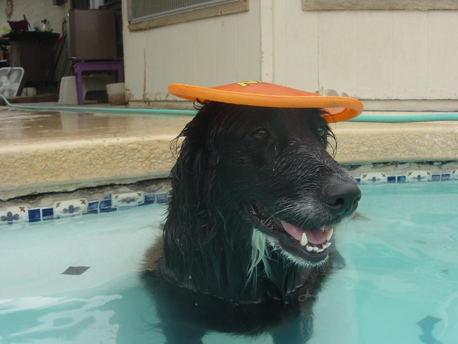 image:imageNerf Dog Nylon Flyer Dog Toy Flying Disc Lightweight Durable and Water Resistant Great for Beach and Pool 9 inch diameter for MediumLarge Breeds Single Unit BlueOrange