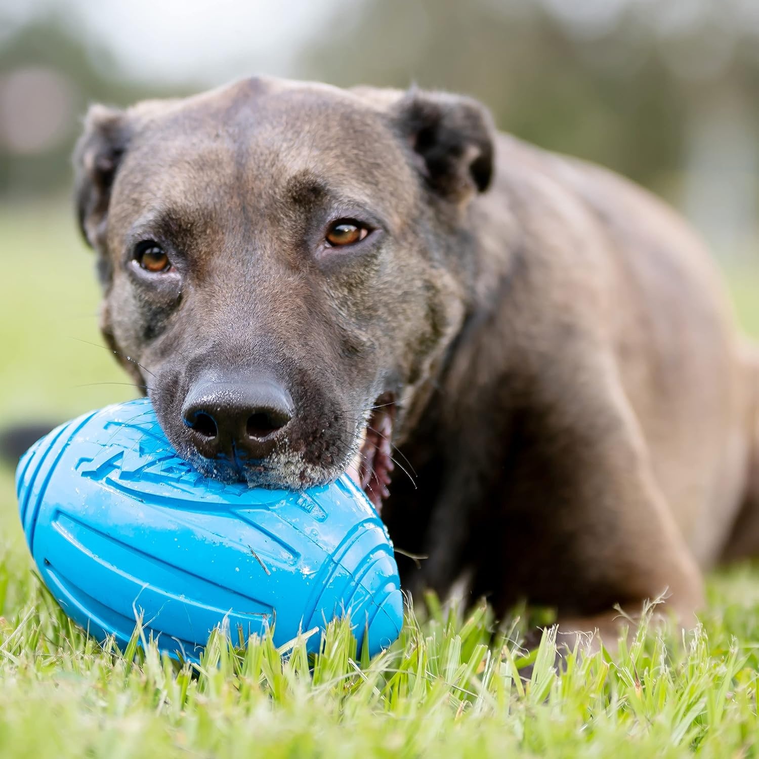 image:imageNerf Dog Ridged Football Dog Toy with Interactive Squeaker Lightweight Durable and Water Resistant 7 Inch Diameter for MediumLarge Breeds Single Unit BlueBlue