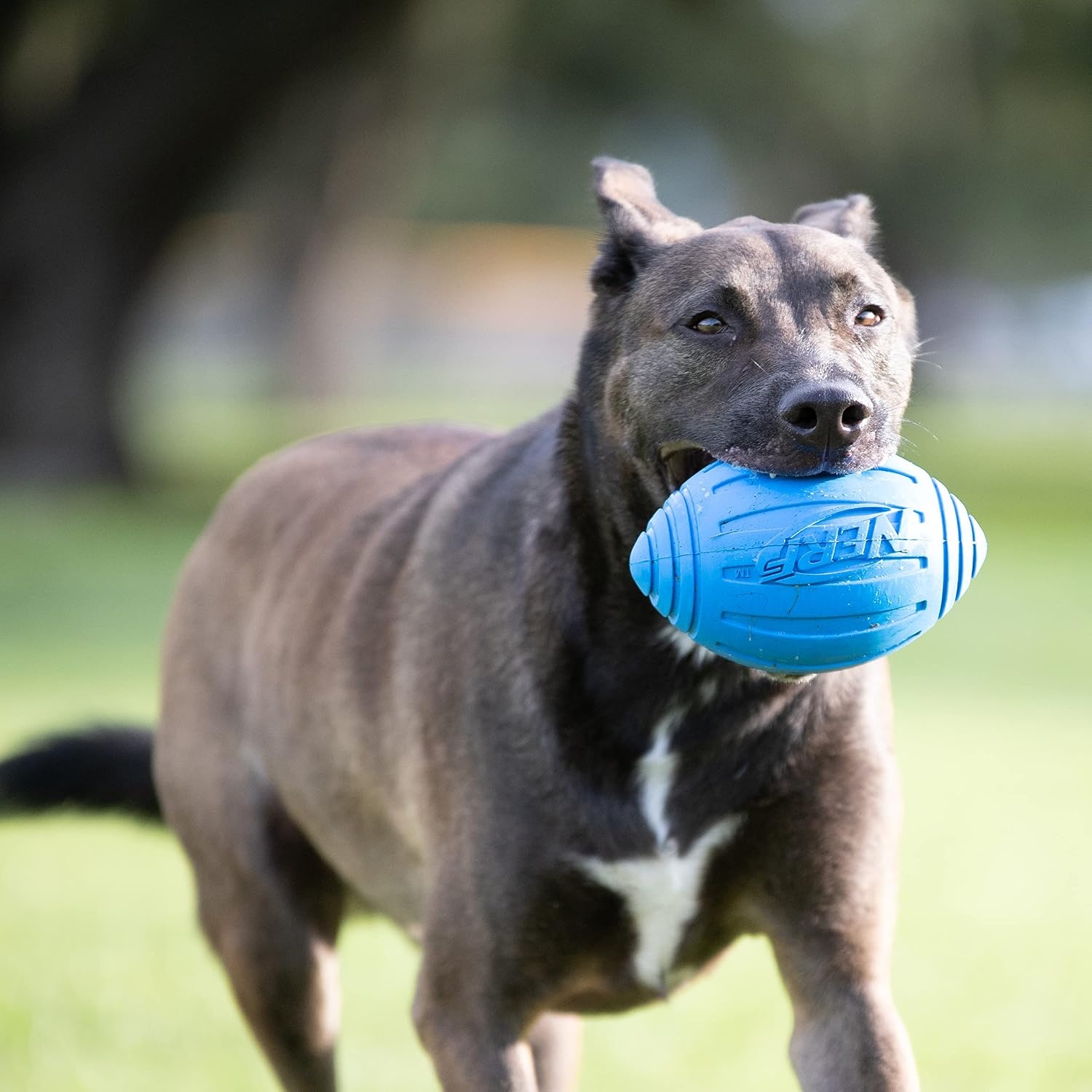 image:imageNerf Dog Ridged Football Dog Toy with Interactive Squeaker Lightweight Durable and Water Resistant 7 Inch Diameter for MediumLarge Breeds Single Unit BlueBlue