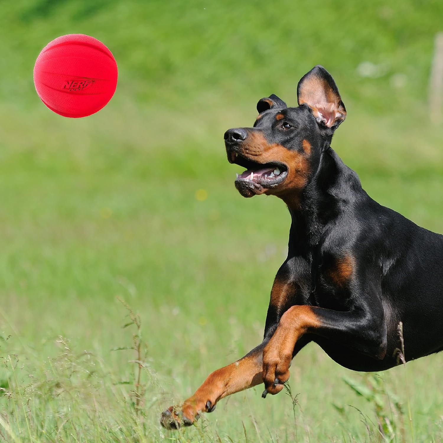 image:imageNerf Dog Rubber Ball Dog Toy with Squeaker Lightweight Durable and Water Resistant 4 Inch Diameter for MediumLarge Breeds Single Unit GreenGreenRed