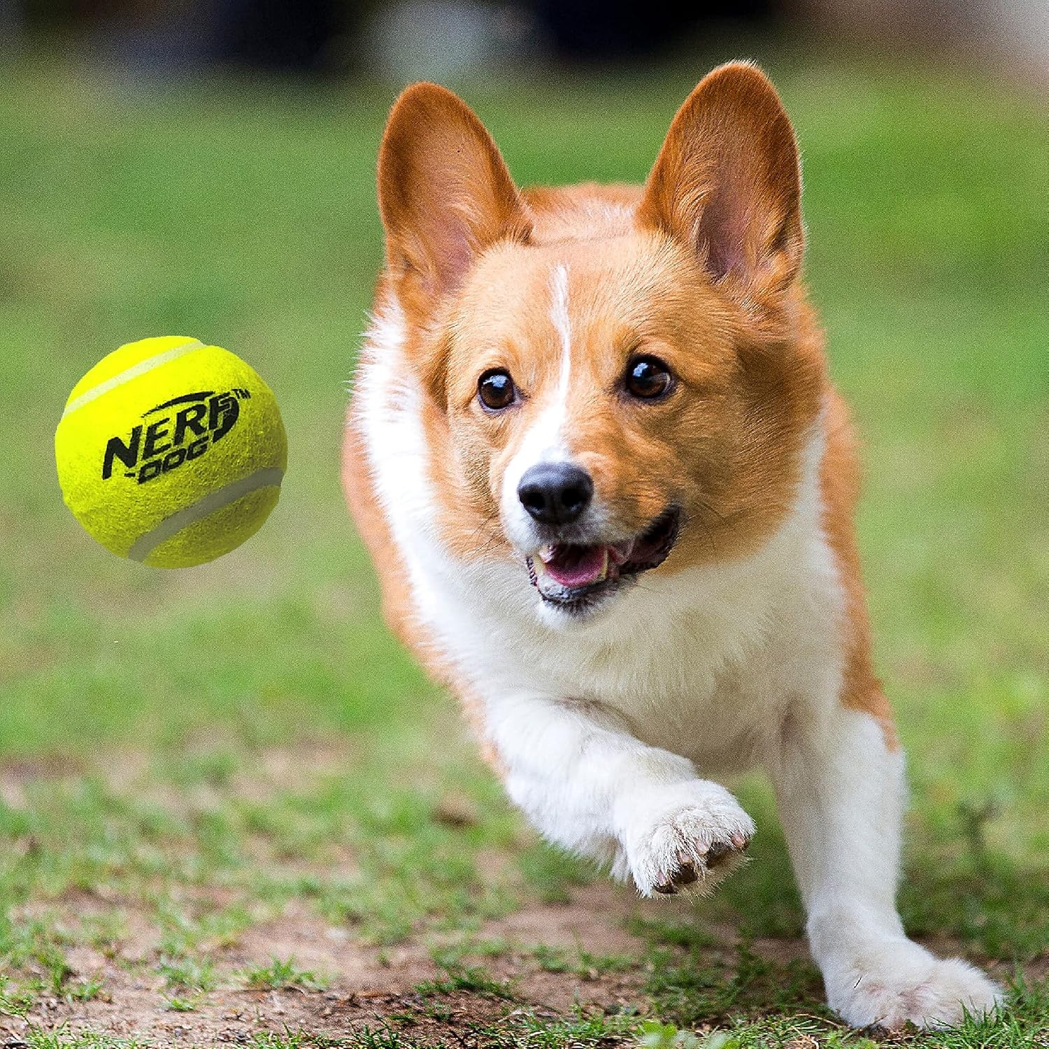 image:imageNerf Dog Tennis Ball Blaster Dog Toy12 in Translucent Blaster with 3 Balls