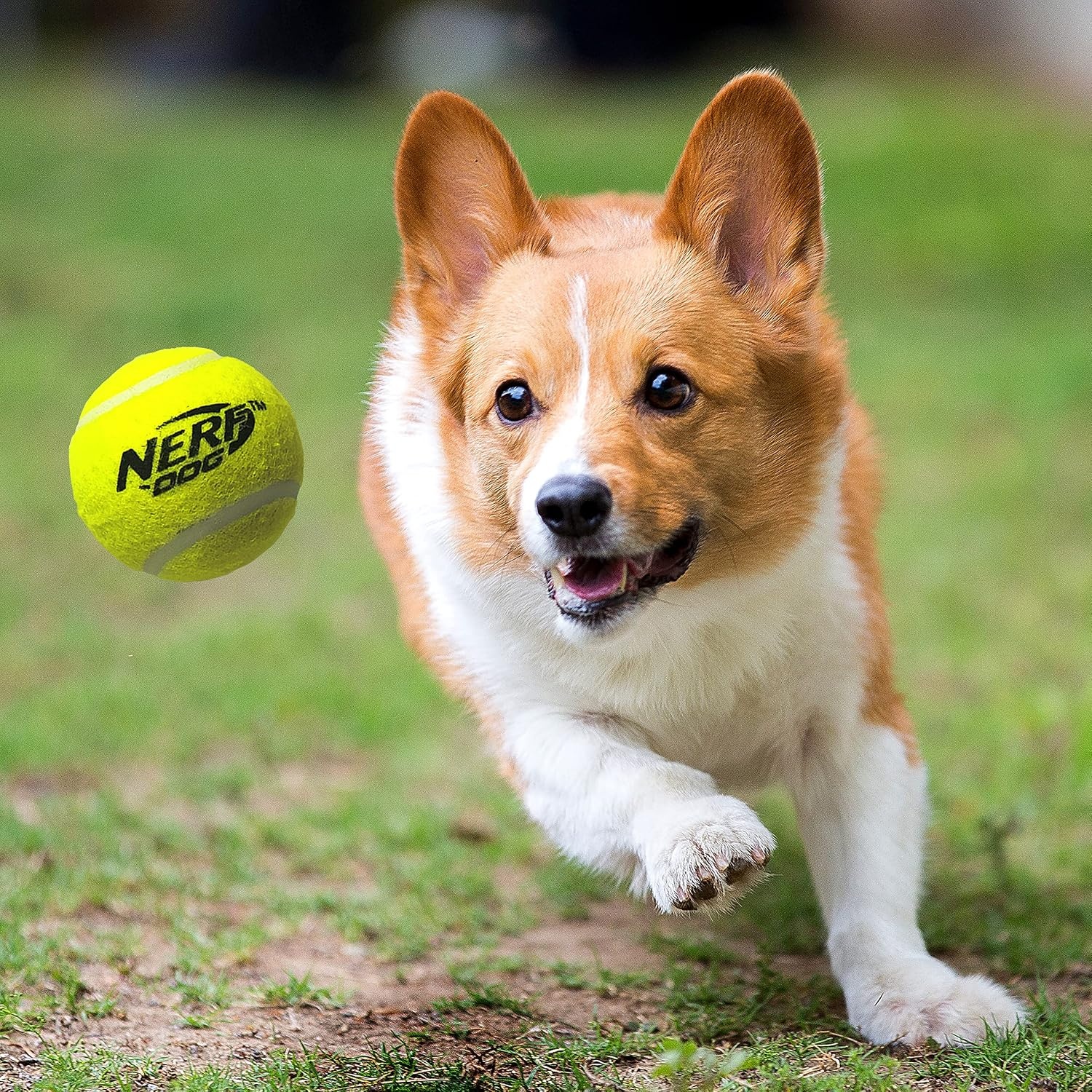 image:imageNerf Dog Tennis Ball Blaster Dog Toy20 Inch Large Blaster with 4 Balls Pack of 3