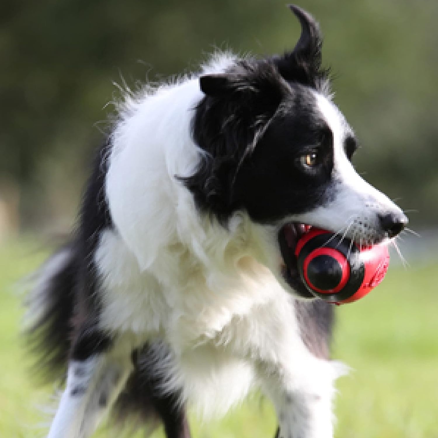 image:imageNerf Dog Tire Squeak Football Outdoor Dog Toy 6 Inch Dog Football Squeaking Toy for Medium and Large Breeds BlueRed