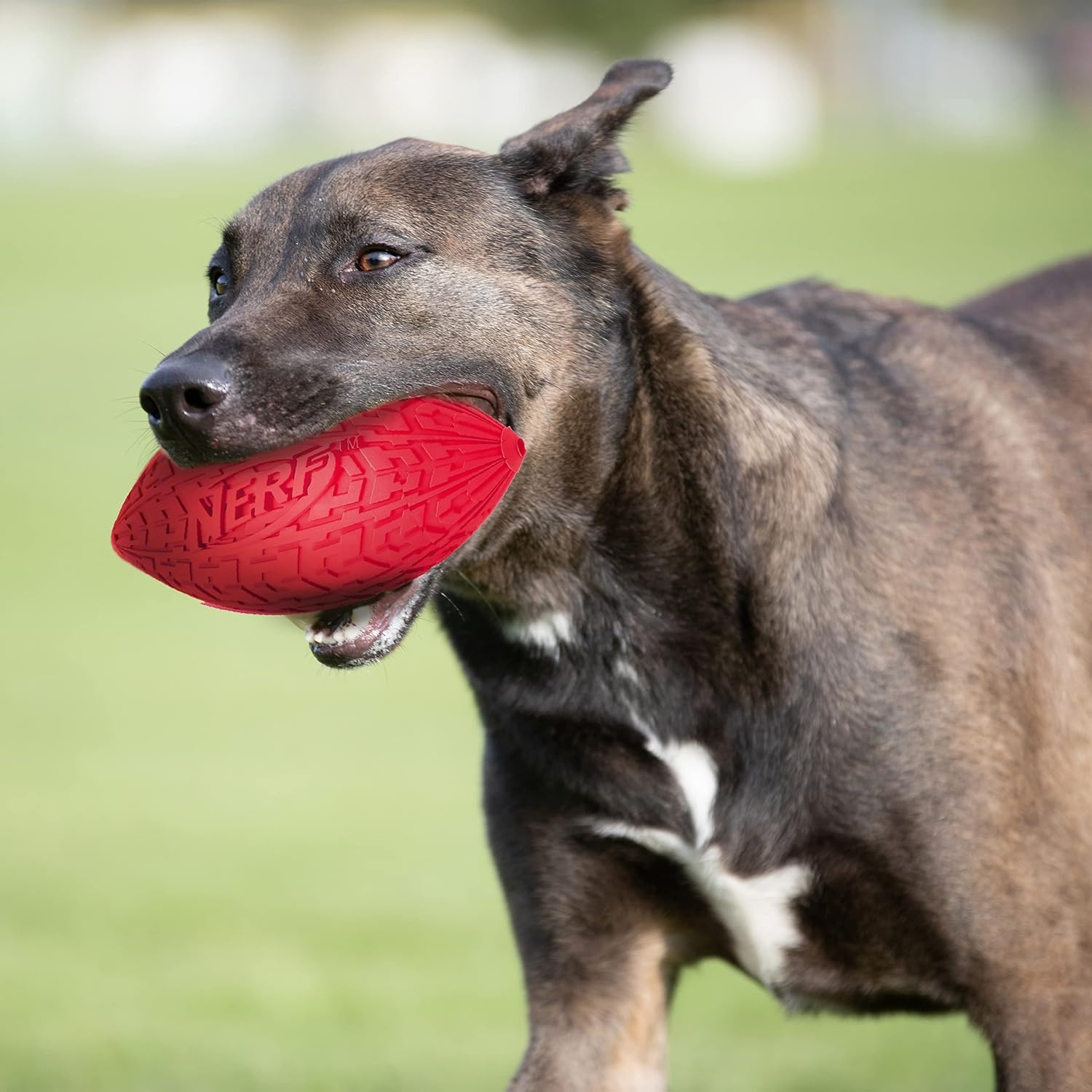 image:imageNerf Dog Tire Squeak Football Outdoor Dog Toy 6 Inch Dog Football Squeaking Toy for Medium and Large Breeds BlueRed and Blue