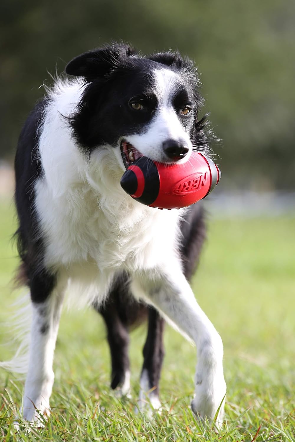 image:imageNerf Dog Tire Squeak Football Outdoor Dog Toy 6 Inch Dog Football Squeaking Toy for Medium and Large Breeds BlueRed and Green