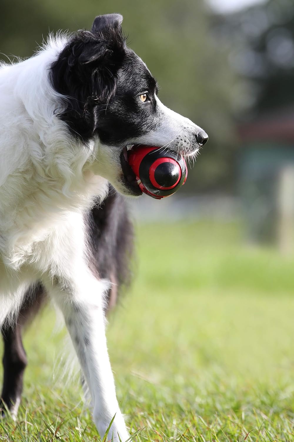 image:imageNerf Dog Tire Squeak Football Outdoor Dog Toy 6 Inch Dog Football Squeaking Toy for Medium and Large Breeds BlueRed and Green
