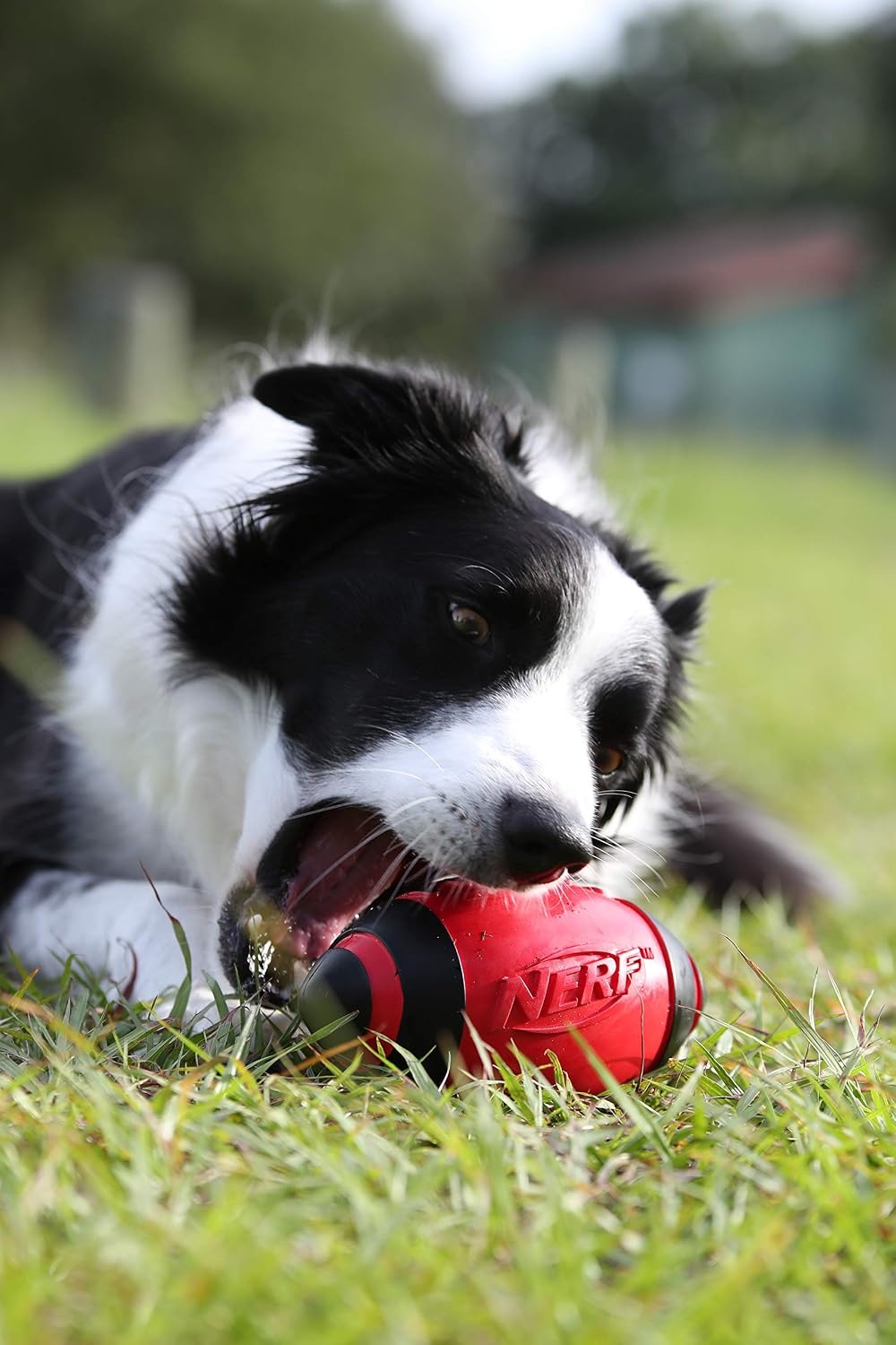 image:imageNerf Dog Tire Squeak Football Outdoor Dog Toy 6 Inch Dog Football Squeaking Toy for Medium and Large Breeds BlueRed and Green