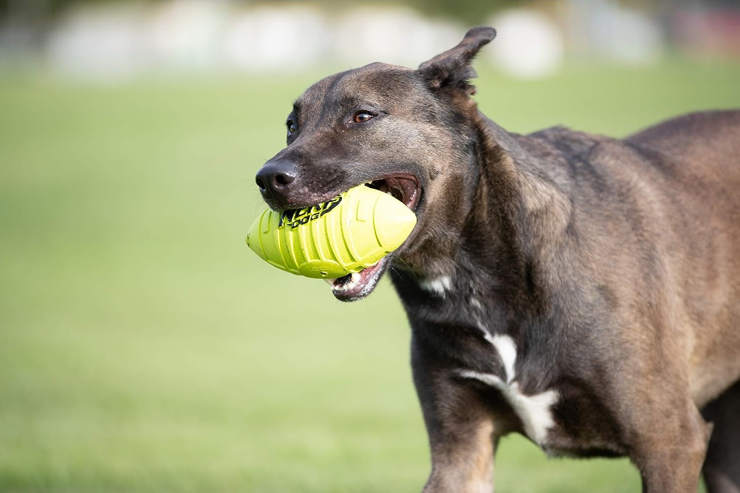 image:imageNerf Dog Tire Squeak Football Outdoor Dog Toy 6 Inch Dog Football Squeaking Toy for Medium and Large Breeds BlueRed and Green
