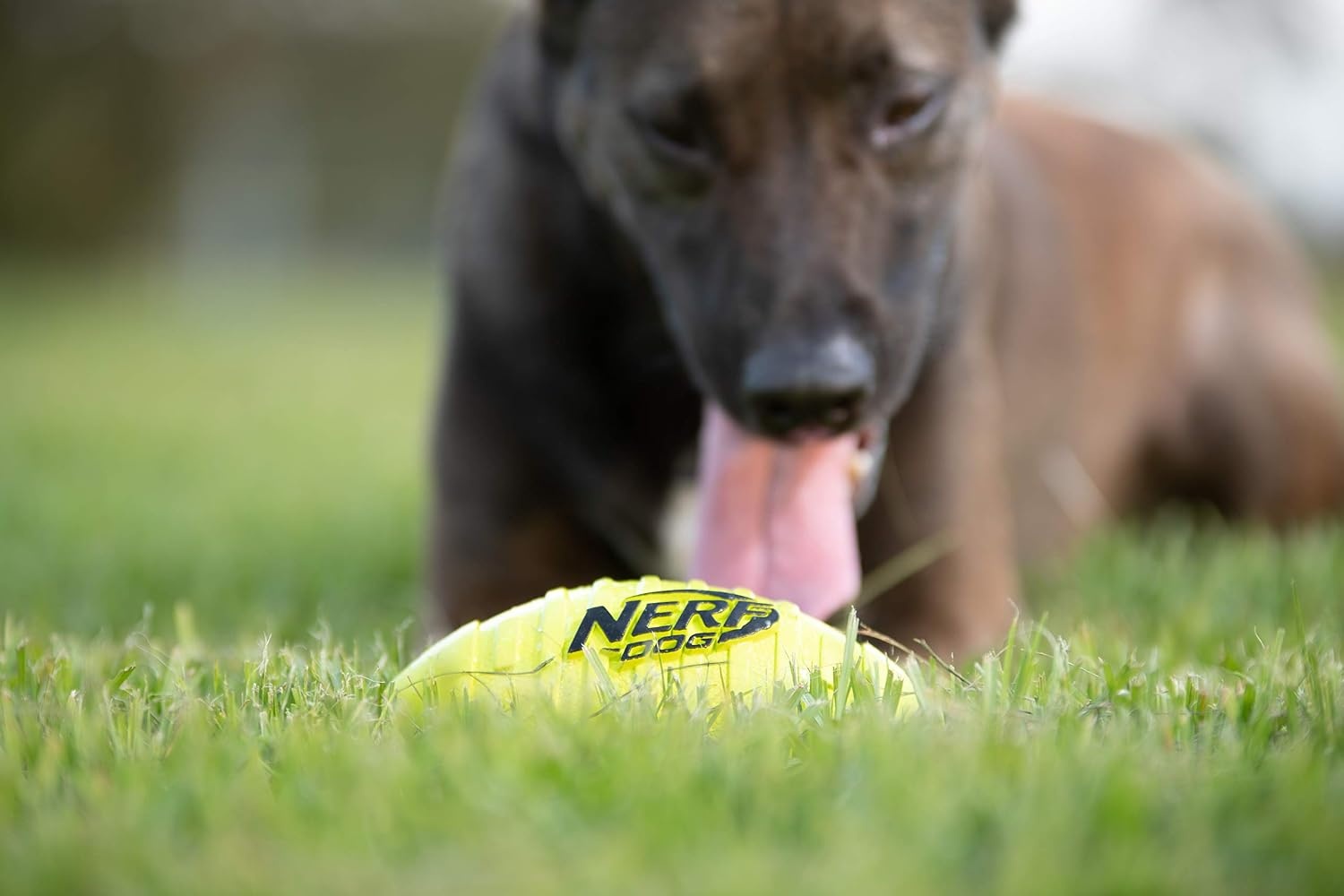 image:imageNerf Dog Tire Squeak Football Outdoor Dog Toy 6 Inch Dog Football Squeaking Toy for Medium and Large Breeds BlueRed and Green