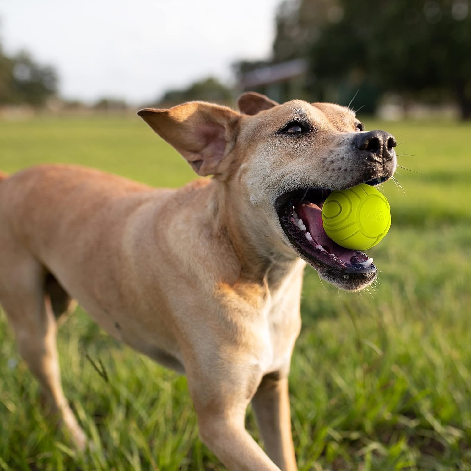 image:imageNerf Dog Sonic Ball Dog Toys Lightweight Durable and Water Resistant 25 Inches for SmallMediumLarge Breeds Two Pack Green and Orange